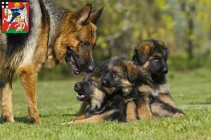 Mehr über den Artikel erfahren Schäferhund Züchter und Welpen in Olpe