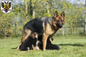 Mehr über den Artikel erfahren Schäferhund Züchter und Welpen in Ortenaukreis