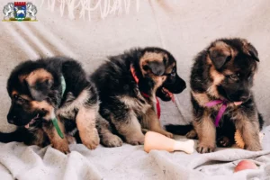 Mehr über den Artikel erfahren Schäferhund Züchter und Welpen in Osterholz-Scharmbeck