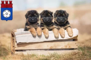 Mehr über den Artikel erfahren Schäferhund Züchter und Welpen in Ottweiler