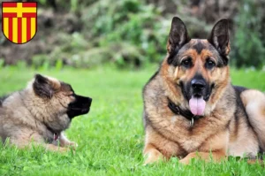 Mehr über den Artikel erfahren Schäferhund Züchter und Welpen in Paderborn