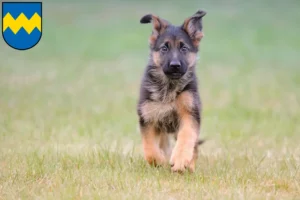 Mehr über den Artikel erfahren Schäferhund Züchter und Welpen in Pfaffenhofen an der Ilm