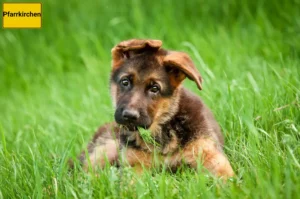 Mehr über den Artikel erfahren Schäferhund Züchter und Welpen in Pfarrkirchen