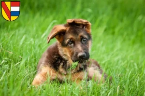 Mehr über den Artikel erfahren Schäferhund Züchter und Welpen in Pforzheim