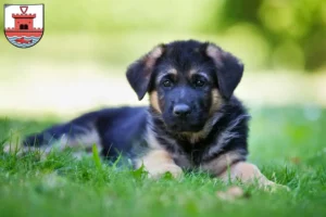 Mehr über den Artikel erfahren Schäferhund Züchter und Welpen in Plön