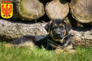 Mehr über den Artikel erfahren Schäferhund Züchter und Welpen in Potsdam