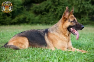 Mehr über den Artikel erfahren Schäferhund Züchter und Welpen in Prag