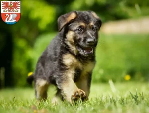 Mehr über den Artikel erfahren Schäferhund Züchter und Welpen in Prenzlau