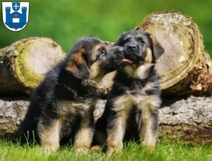 Mehr über den Artikel erfahren Schäferhund Züchter und Welpen in Ravensburg