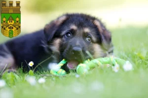 Mehr über den Artikel erfahren Schäferhund Züchter und Welpen in Recklinghausen
