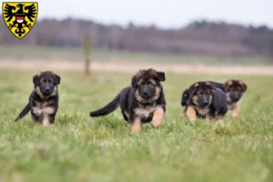 Mehr über den Artikel erfahren Schäferhund Züchter und Welpen in Reutlingen