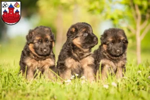 Mehr über den Artikel erfahren Schäferhund Züchter und Welpen in Rotenburg (Wümme)
