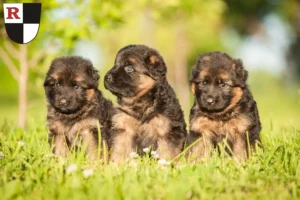 Mehr über den Artikel erfahren Schäferhund Züchter und Welpen in Roth