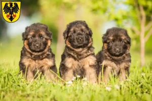Mehr über den Artikel erfahren Schäferhund Züchter und Welpen in Rottweil