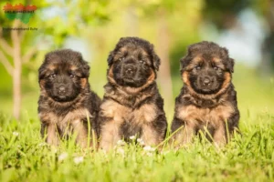 Mehr über den Artikel erfahren Schäferhund Züchter und Welpen im Ruhrgebiet