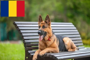 Mehr über den Artikel erfahren Schäferhund Züchter und Welpen in Rumänien