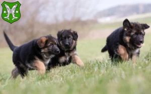 Mehr über den Artikel erfahren Schäferhund Züchter und Welpen in Saalfeld/Saale