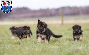 Mehr über den Artikel erfahren Schäferhund Züchter und Welpen in Saarbrücken