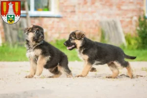 Mehr über den Artikel erfahren Schäferhund Züchter und Welpen in Salzgitter