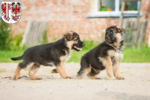 Mehr über den Artikel erfahren Schäferhund Züchter und Welpen in Salzwedel