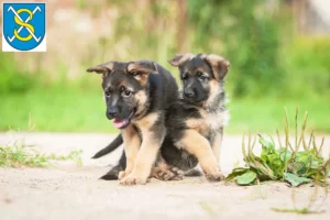 Mehr über den Artikel erfahren Schäferhund Züchter und Welpen in Sangerhausen