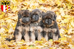 Mehr über den Artikel erfahren Schäferhund Züchter und Welpen in Schwaben