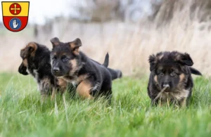 Mehr über den Artikel erfahren Schäferhund Züchter und Welpen in Schwäbisch Hall