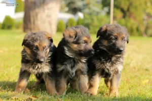 Mehr über den Artikel erfahren Schäferhund Züchter und Welpen im Schwarzwald