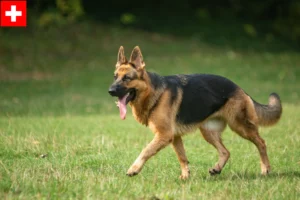 Mehr über den Artikel erfahren Schäferhund Züchter und Welpen in der Schweiz