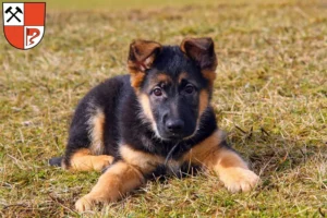Mehr über den Artikel erfahren Schäferhund Züchter und Welpen in Senftenberg