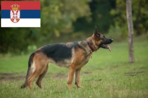 Mehr über den Artikel erfahren Schäferhund Züchter und Welpen in Serbien