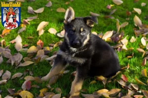 Mehr über den Artikel erfahren Schäferhund Züchter und Welpen in Siegburg