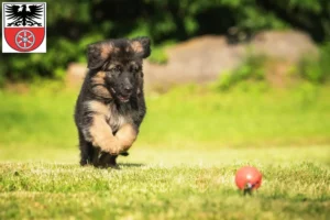 Mehr über den Artikel erfahren Schäferhund Züchter und Welpen in Sömmerda