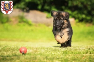 Mehr über den Artikel erfahren Schäferhund Züchter und Welpen in Sondershausen