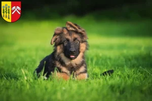 Mehr über den Artikel erfahren Schäferhund Züchter und Welpen in Sonthofen