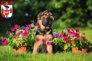 Mehr über den Artikel erfahren Schäferhund Züchter und Welpen in Spandau