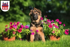 Mehr über den Artikel erfahren Schäferhund Züchter und Welpen in Speyer