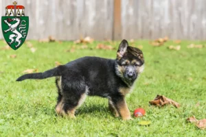 Mehr über den Artikel erfahren Schäferhund Züchter und Welpen in der Steiermark