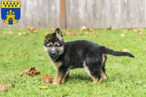 Mehr über den Artikel erfahren Schäferhund Züchter und Welpen in Steinfurt