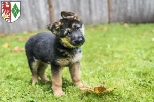 Mehr über den Artikel erfahren Schäferhund Züchter und Welpen in Stendal