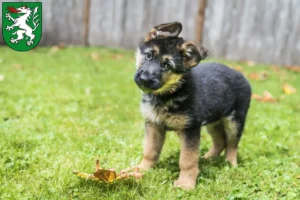 Mehr über den Artikel erfahren Schäferhund Züchter und Welpen in Steyr