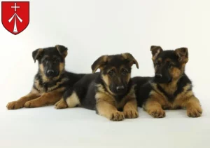 Mehr über den Artikel erfahren Schäferhund Züchter und Welpen in Stralsund
