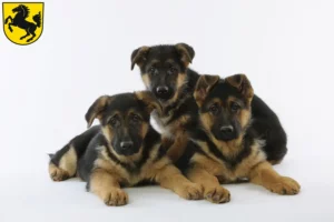 Mehr über den Artikel erfahren Schäferhund Züchter und Welpen in Stuttgart