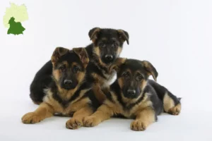 Mehr über den Artikel erfahren Schäferhund Züchter und Welpen in Süddeutschland