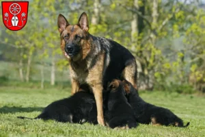 Mehr über den Artikel erfahren Schäferhund Züchter und Welpen in Tauberbischofsheim