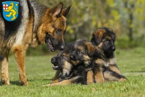 Mehr über den Artikel erfahren Schäferhund Züchter und Welpen in Taunusstein