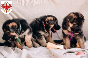 Mehr über den Artikel erfahren Schäferhund Züchter und Welpen in Tirol