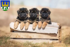 Mehr über den Artikel erfahren Schäferhund Züchter und Welpen in Tirschenreuth