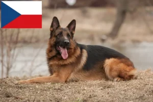 Mehr über den Artikel erfahren Schäferhund Züchter und Welpen in Tschechien