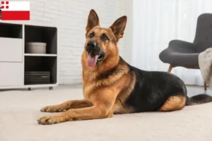 Mehr über den Artikel erfahren Schäferhund Züchter und Welpen in Utrecht